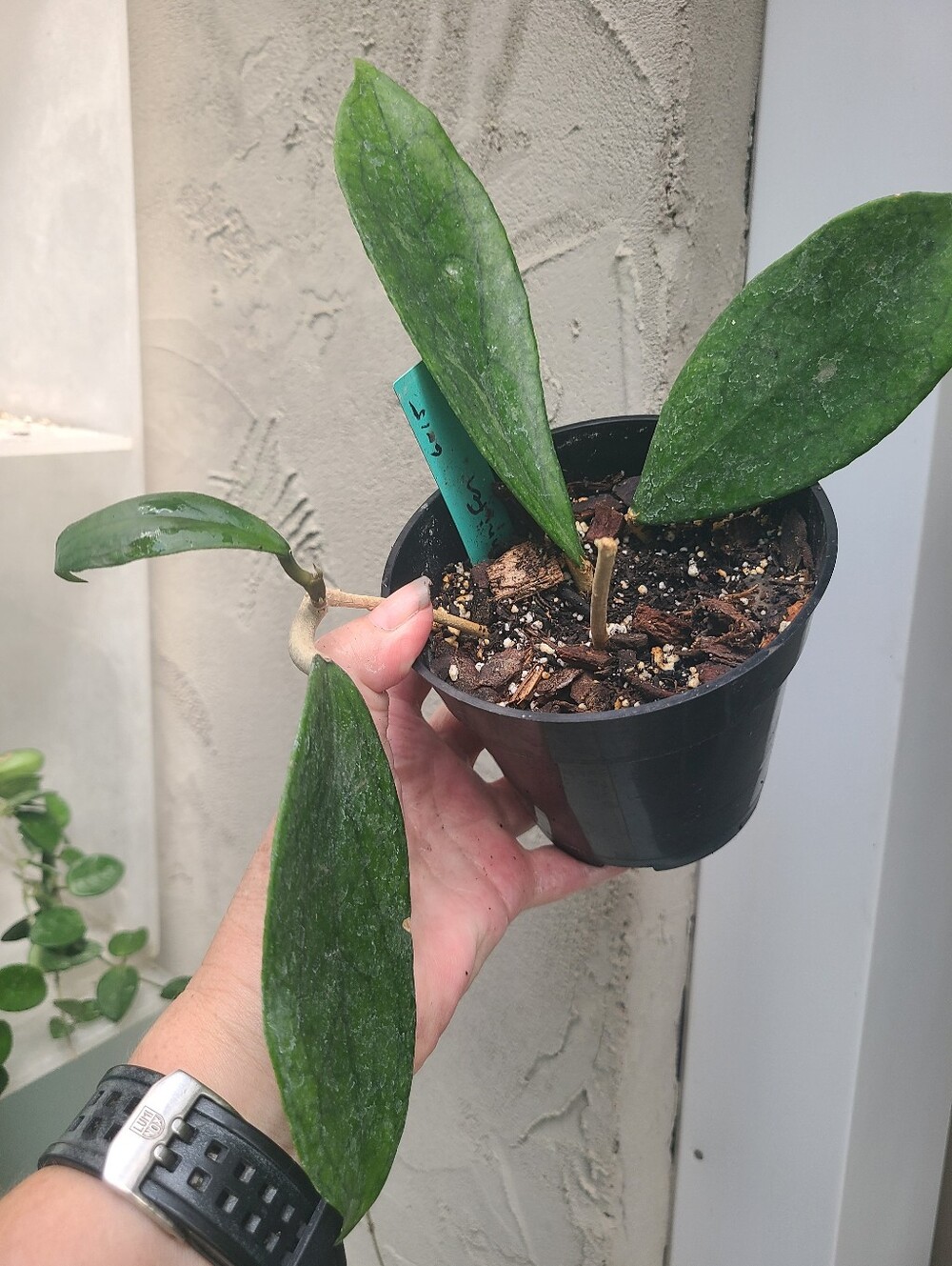 Hoya Jennifer Actively Growing
